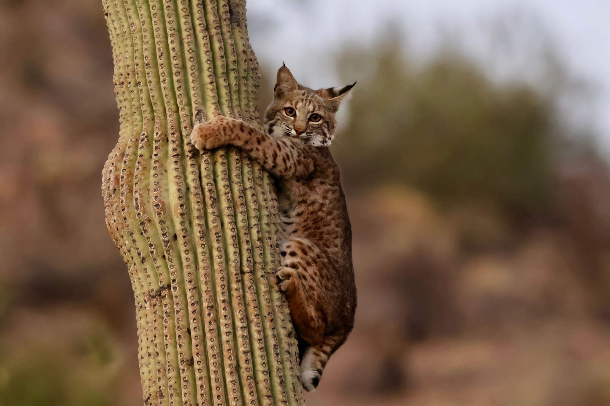 A bobcat kitten clinging to the side of a saguaro cactus