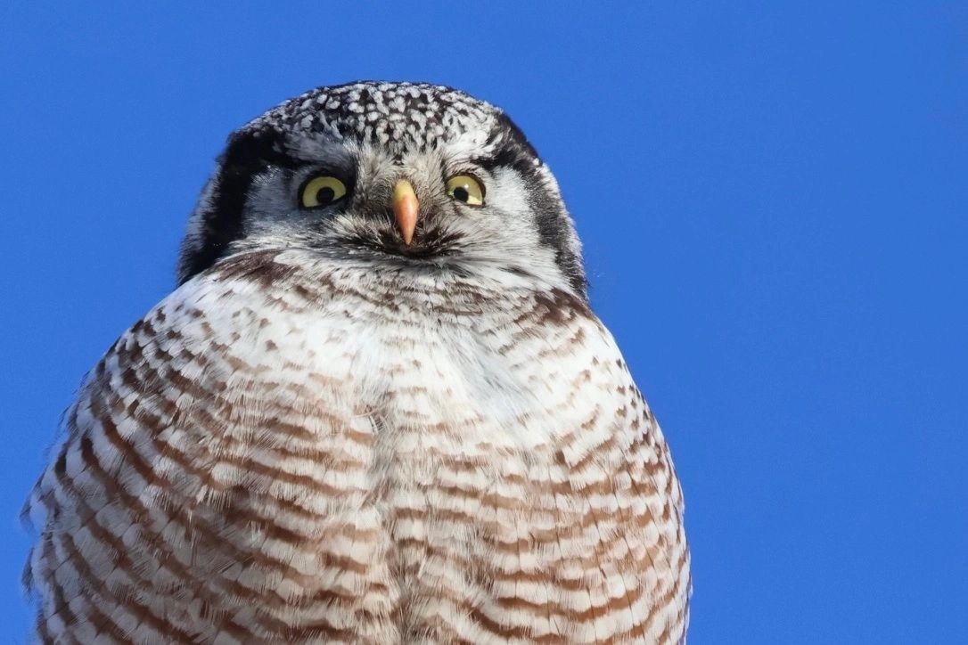 Close view of an owl against a blue sky