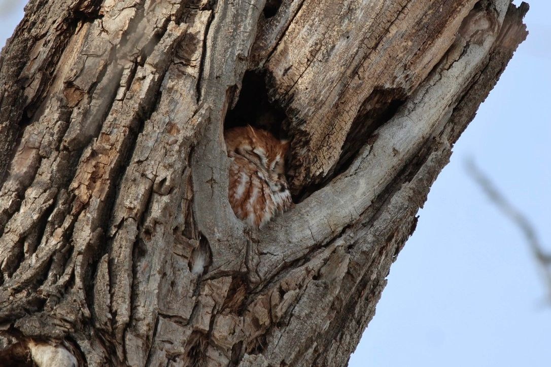 A tree-cavity roost