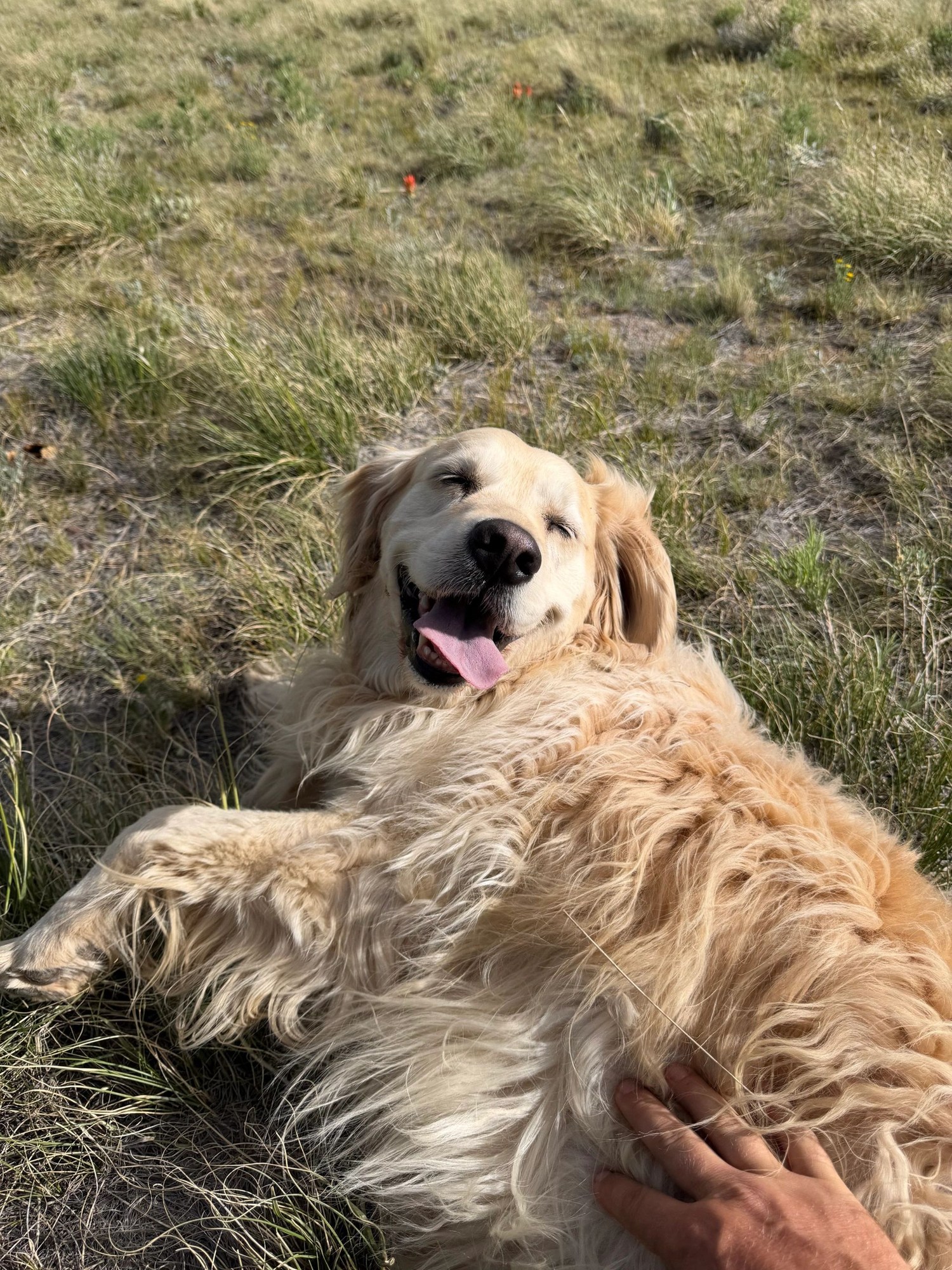 A golden retriever in the grass