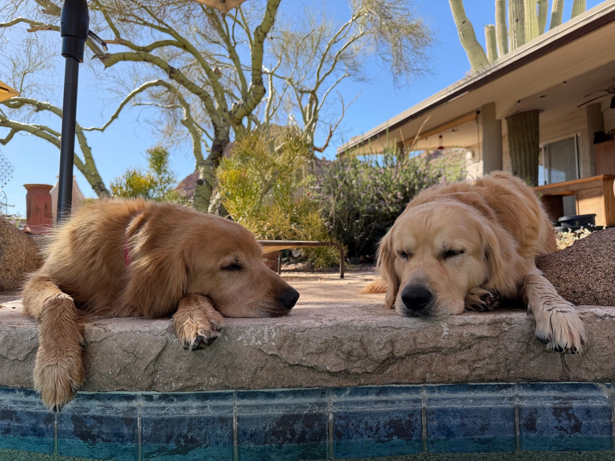 Two golden retrievers beside the pool