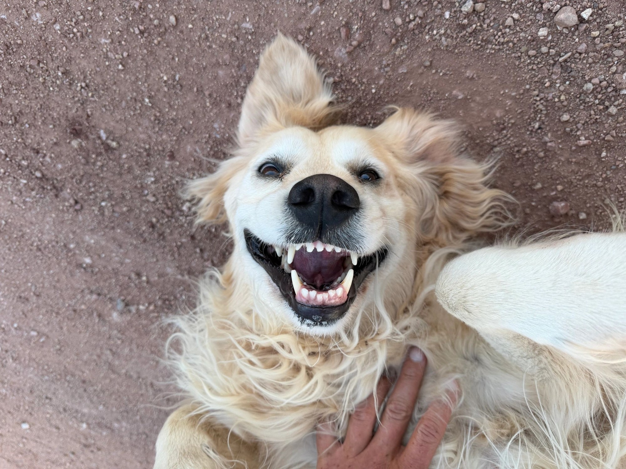 A golden retriever resting on its back
