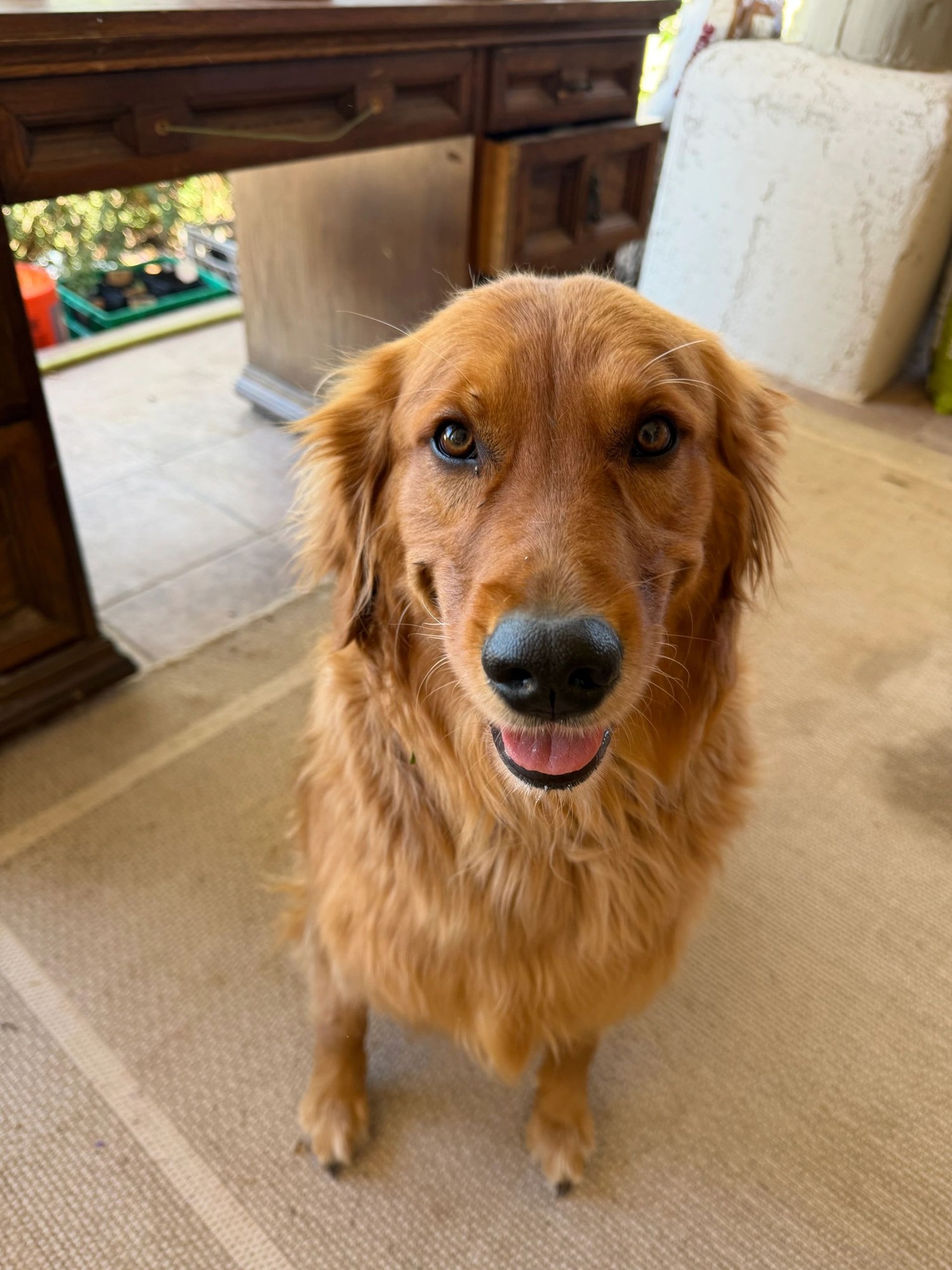 A golden retriever on the patio