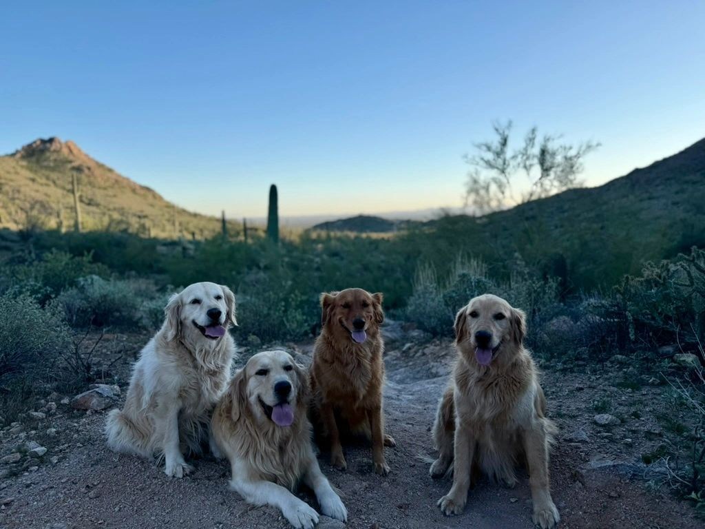 The dogs in the desert landscape
