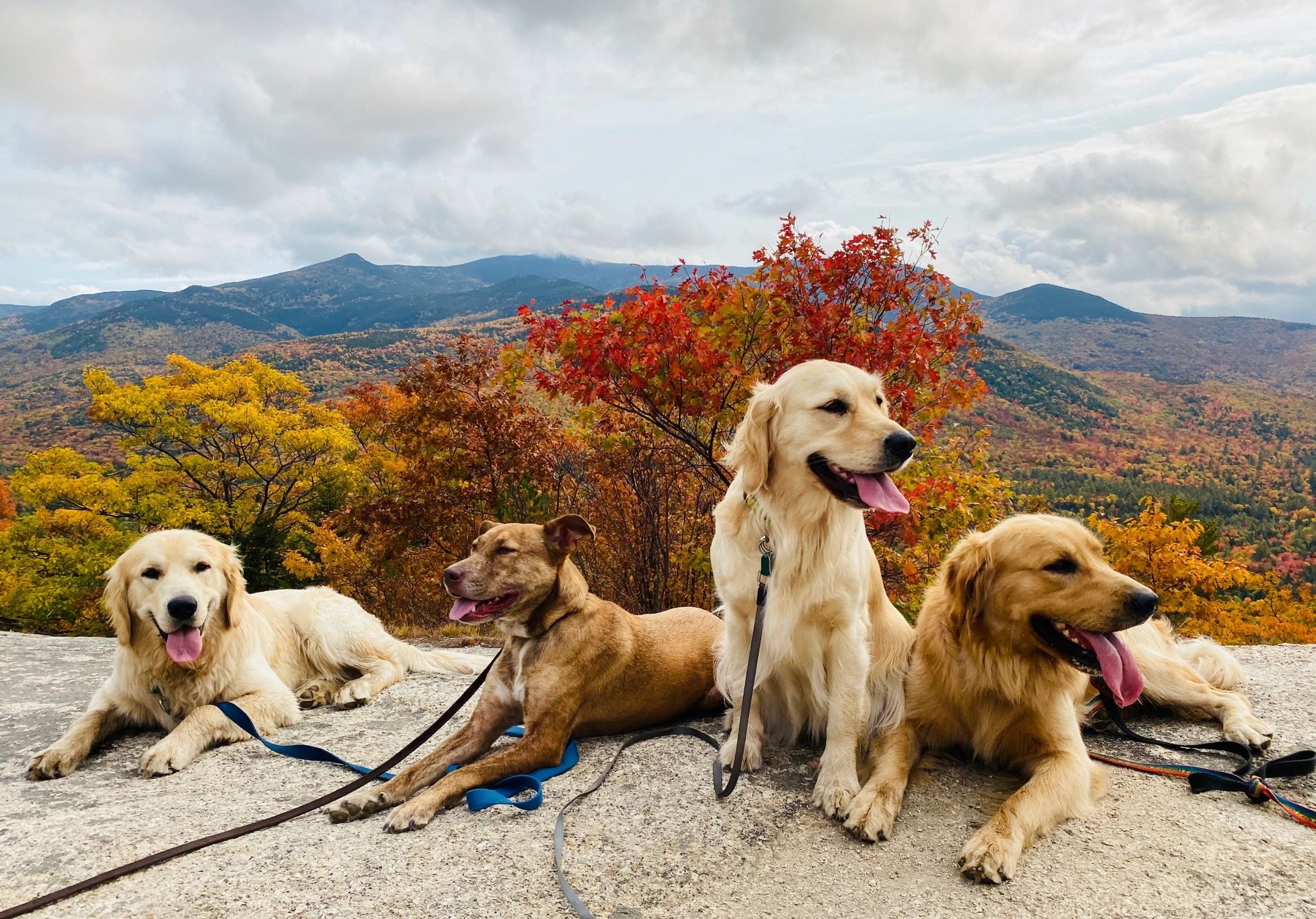 Golden retrievers with autumn foliage