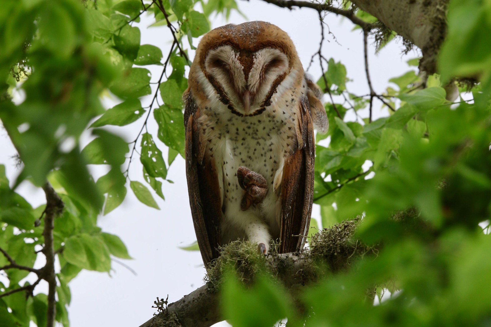An owl framed by green leaves