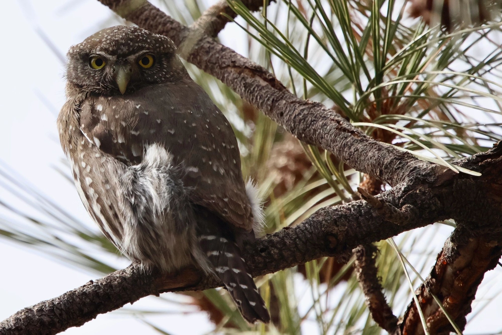 In the pine branches