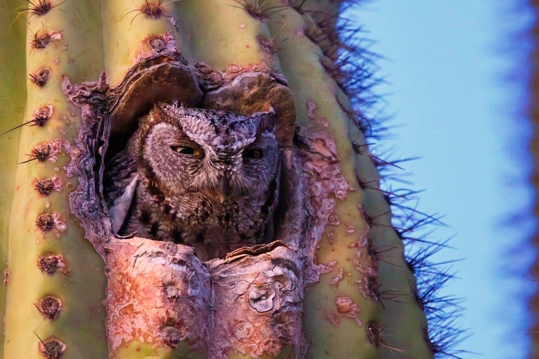 A cactus cavity