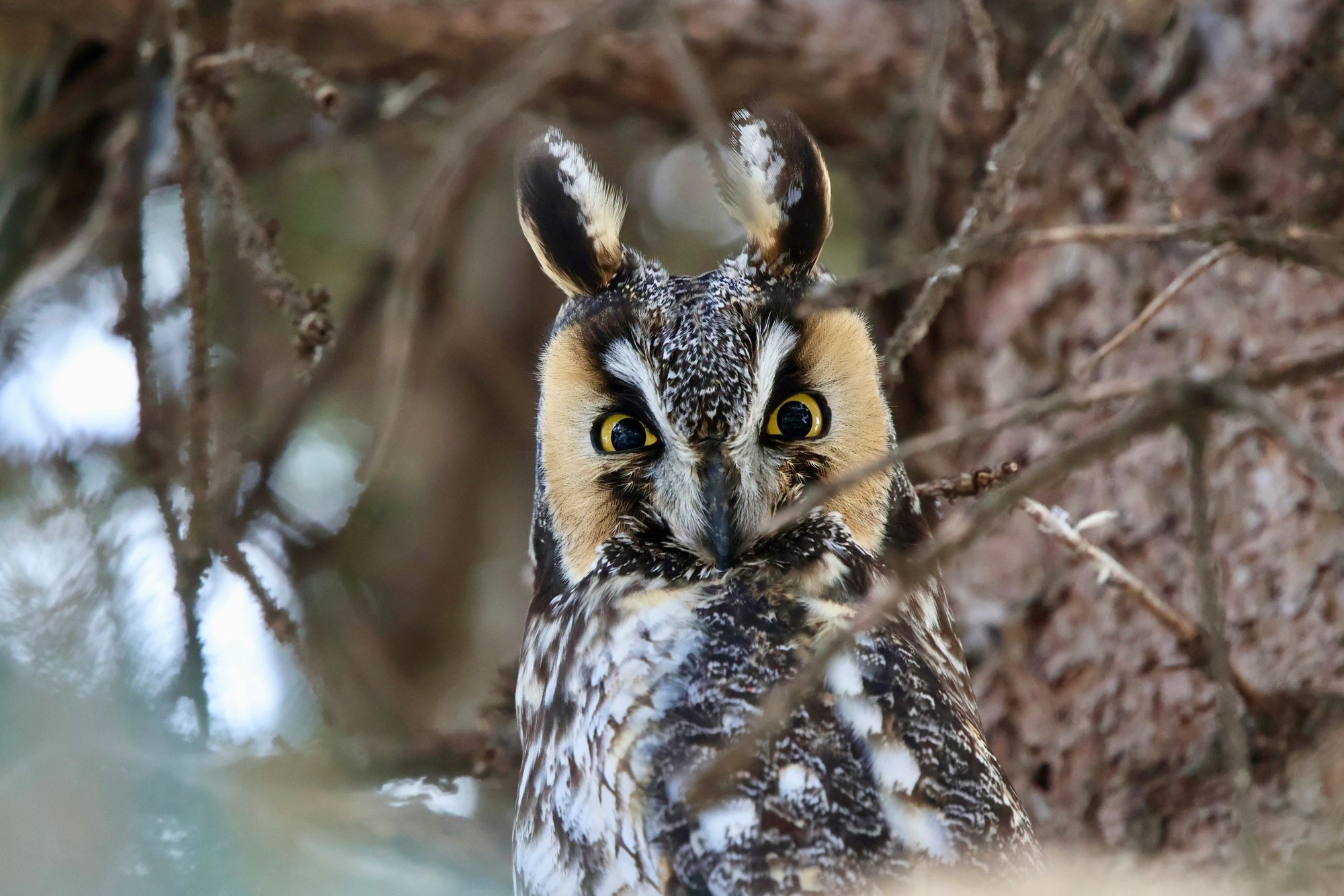 An attentive gaze