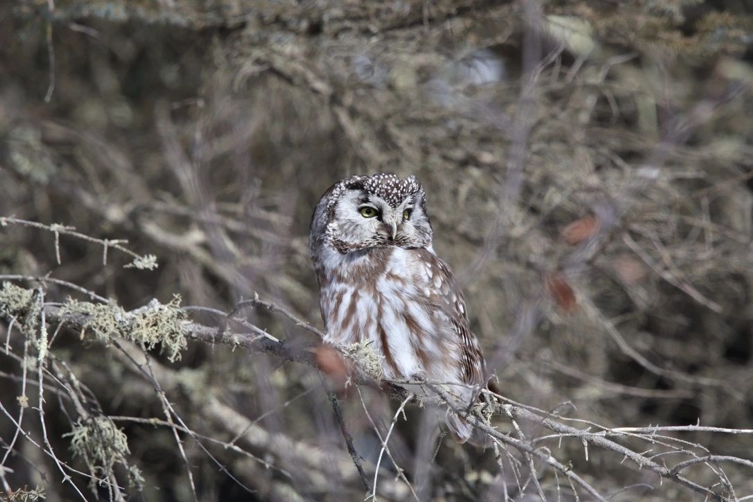 At rest in the branches