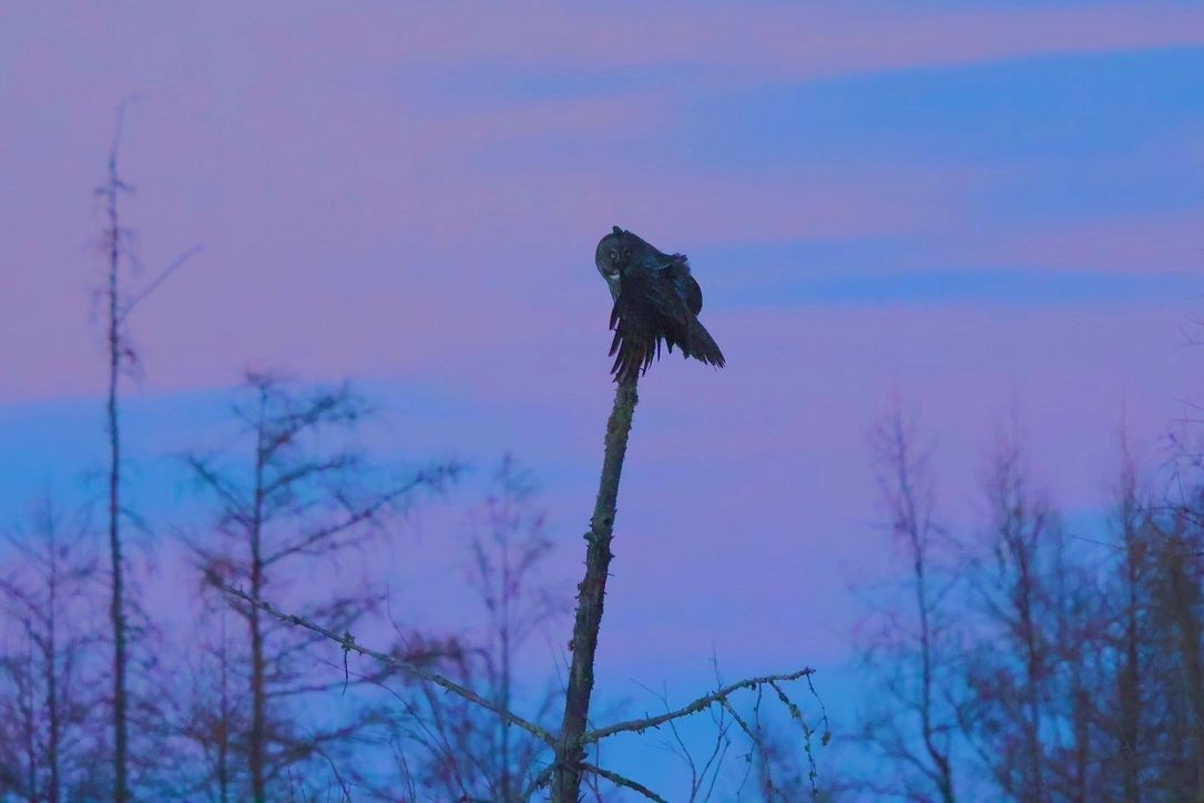 An owl silhouetted against a blue and pink evening sky